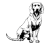 Bayerischer Gebirgsschweißhund