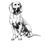 Bayerischer Gebirgsschweißhund