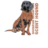 Bavarian mountain hound