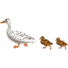 duck
