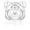 panda