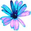Fleur turquoise et rose
