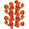 CLOWNFISH CLOWNFISCH