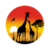 Giraffe in the sunset