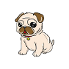 Dog pug