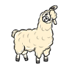 Llama alpaca