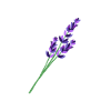 Lavender 1