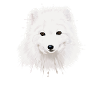 Arctic Fox