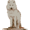 White wolf