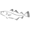 Dorsch Fisch