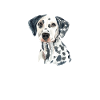 Dalmatian dog