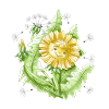 Dandelion (dandelion)