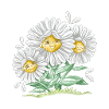 Daisy