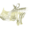 rhino