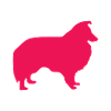 Mrs. Sheltie Pink