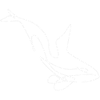 Orca