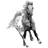 appaloosa cheval cheval cheval poulain