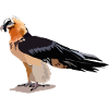 Bartgeier