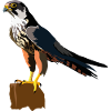Baumfalke