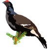 Birkhuhn