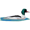 Gänsesäger