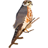 Merlin
