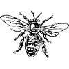 Bee Honeybee