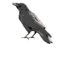 Crow