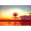Dandelion in the sunset