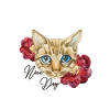 Katzen Cat Tierliebe