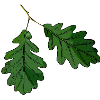 Oak leaf oak leaf