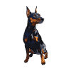 Zwergpinscher