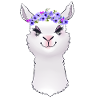 Llama alpaca animal