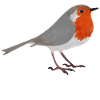 Bird robin