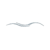 Seagulls