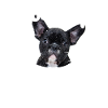 French bulldog