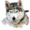 Husky