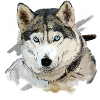 Husky