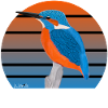 jz.birds kingfisher bird design