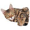 kuschelige bengal katze