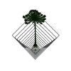 The Araucaria Diamond