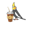Cockatiel avec café