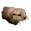 Otter-Illustration, portrait