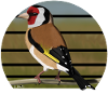 jz.bird's goldfinch bird design