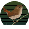 jz.birds Wren Bird Design
