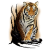 tiger