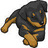 Rottweiler Dog