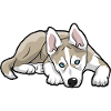 Siberian Husky Dog