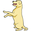 Golden Labrador Dogs & Puppys