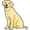 Golden Labrador Dogs & Puppys